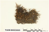 藏品(扭葉苔科)的圖片